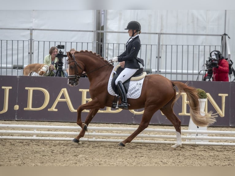 Poni alemán Caballo castrado 12 años 147 cm Alazán in Ganschow