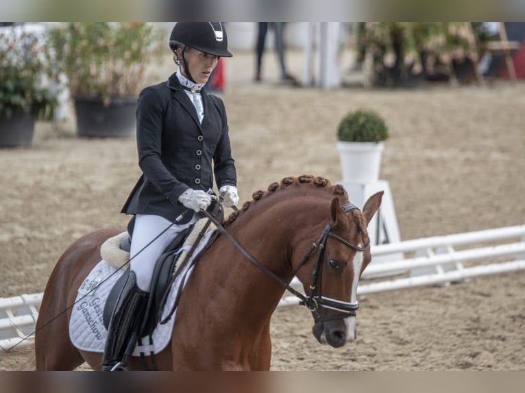 Poni alemán Caballo castrado 12 años 147 cm Alazán in Ganschow