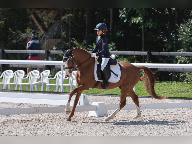 Poni alemán Caballo castrado 12 años 147 cm Alazán in Interlaken