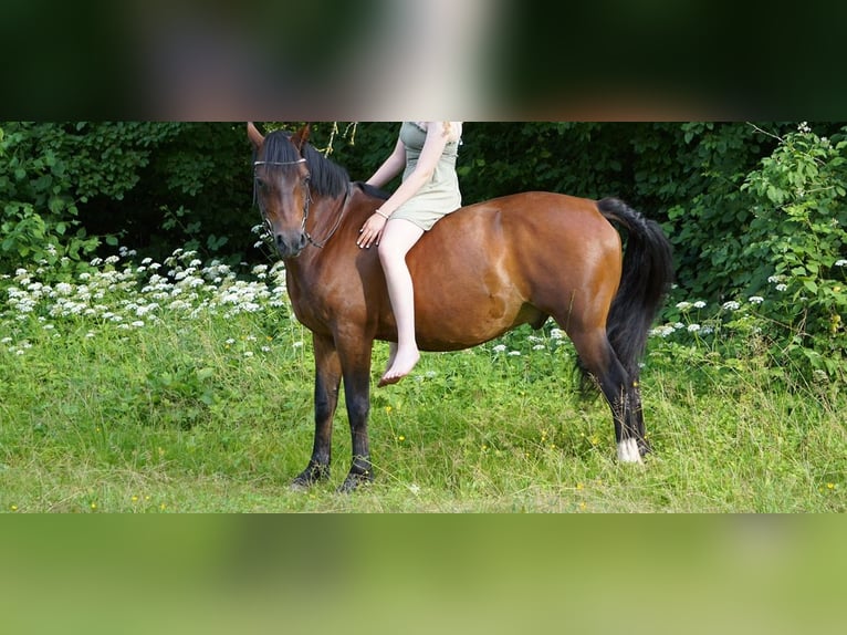 Poni alemán Caballo castrado 12 años 147 cm Castaño oscuro in Offenbach