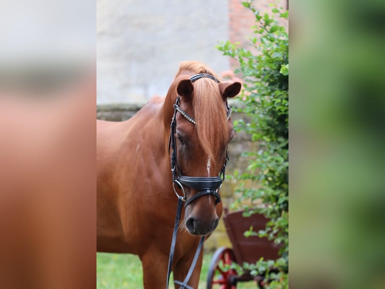 Poni alemán Caballo castrado 12 años 148 cm Alazán in Groß Twülpstedt