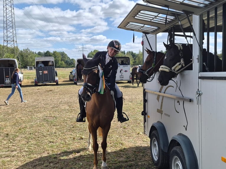 Poni alemán Caballo castrado 12 años 148 cm Alazán in Groß Twülpstedt