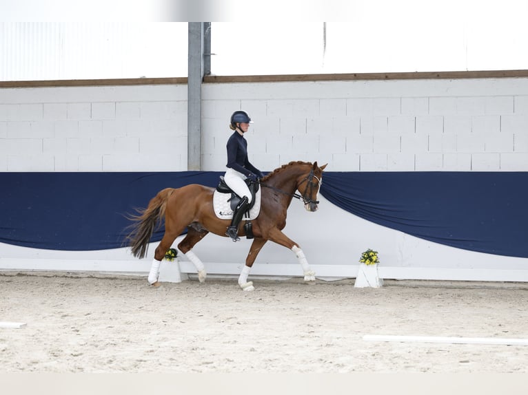 Poni alemán Caballo castrado 12 años 148 cm Alazán in Marsberg