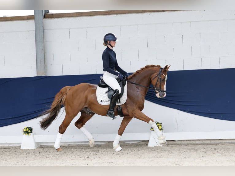 Poni alemán Caballo castrado 12 años 148 cm Alazán in Marsberg