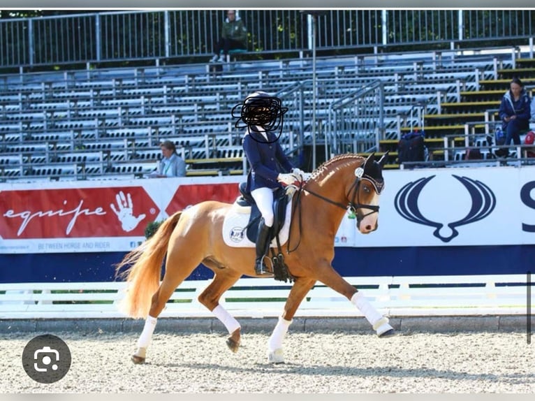 Poni alemán Caballo castrado 12 años 148 cm Alazán in Soltau