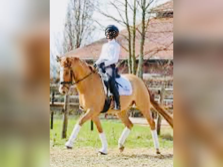 Poni alemán Caballo castrado 12 años 148 cm Alazán in Soltau