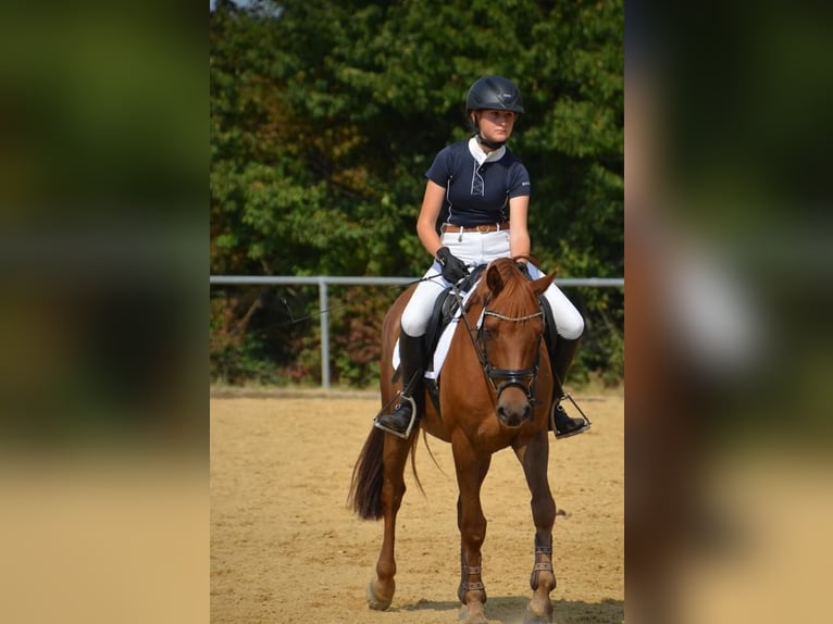 Poni alemán Caballo castrado 12 años 148 cm Alazán-tostado in Herbstein
