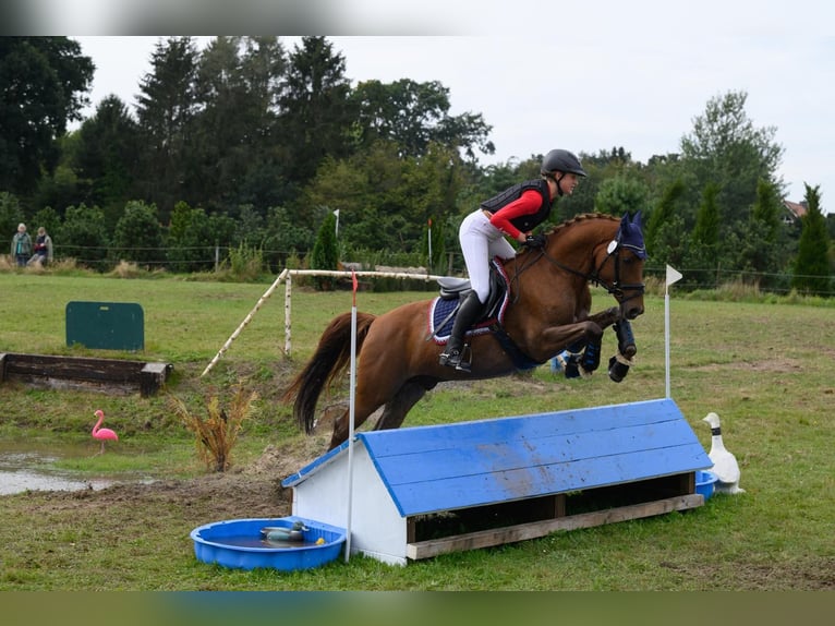 Poni alemán Caballo castrado 12 años 148 cm Alazán-tostado in Herbstein