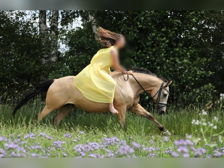 Poni alemán Caballo castrado 12 años 148 cm Bayo in Wathlingen