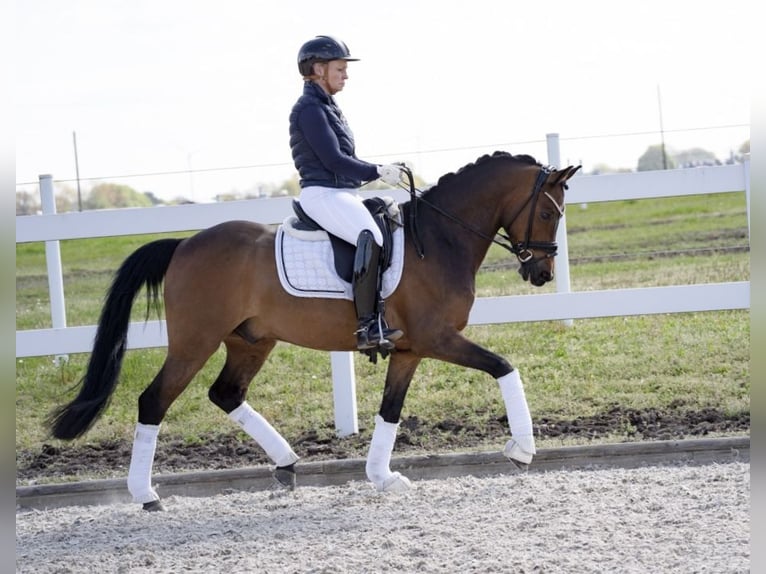 Poni alemán Caballo castrado 12 años 148 cm Castaño in Recke, bei Osnabrück