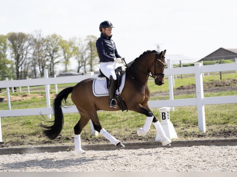 Poni alemán Caballo castrado 12 años 148 cm Castaño in Recke, bei Osnabrück