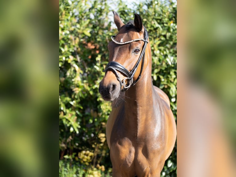 Poni alemán Caballo castrado 12 años 148 cm Castaño in Recke, bei Osnabrück