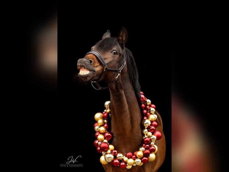 Poni alemán Caballo castrado 12 años 148 cm Castaño oscuro in Jüchen