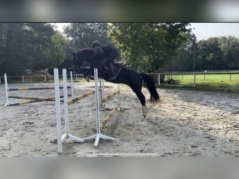 Poni alemán Caballo castrado 12 años 148 cm Negro in Ahnsbeck