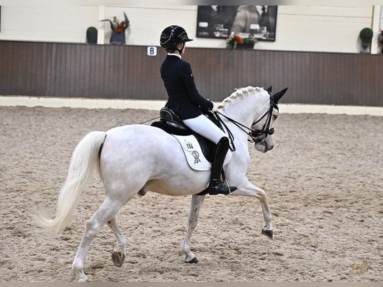 Poni alemán Caballo castrado 12 años 148 cm Palomino in Hagen am Teutoburger Wald