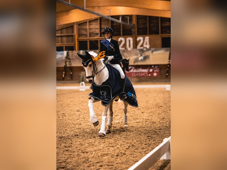 Poni alemán Caballo castrado 12 años 148 cm Palomino in Hagen am Teutoburger Wald