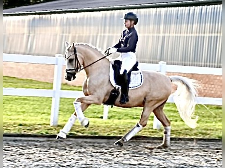 Poni alemán Caballo castrado 12 años 148 cm Palomino in Recke, bei Osnabrück