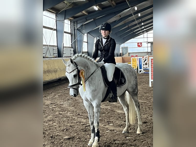 Poni alemán Caballo castrado 12 años 148 cm Tordillo negro in Iserlohn
