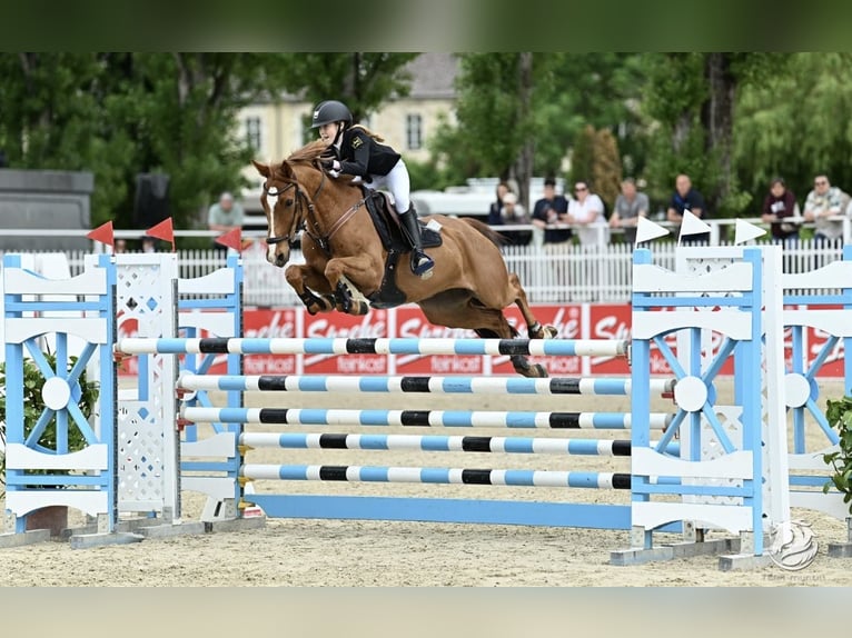 Poni alemán Caballo castrado 12 años 149 cm Alazán in Braunschweig