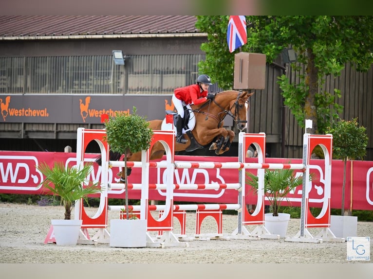 Poni alemán Caballo castrado 12 años 149 cm Alazán in Braunschweig