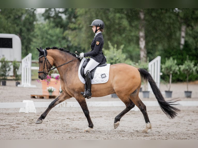 Poni alemán Caballo castrado 12 años 149 cm Bayo in Straelen