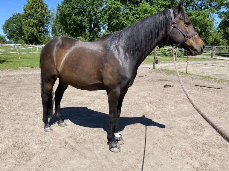 Poni alemán Caballo castrado 12 años 150 cm Castaño in Hamburg Blankenese