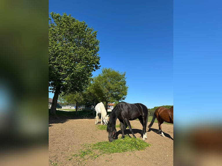 Poni alemán Caballo castrado 12 años 150 cm Negro in Grabenstetten
