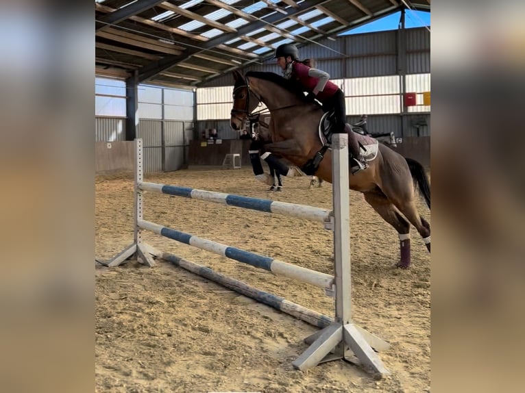 Poni alemán Caballo castrado 12 años 151 cm Castaño in Schwalmtal