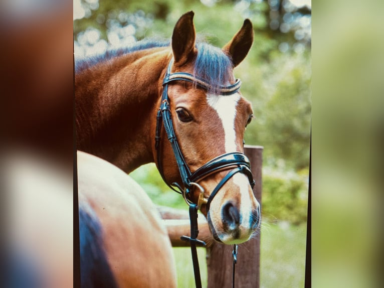 Poni alemán Caballo castrado 12 años 151 cm Castaño in Schwalmtal