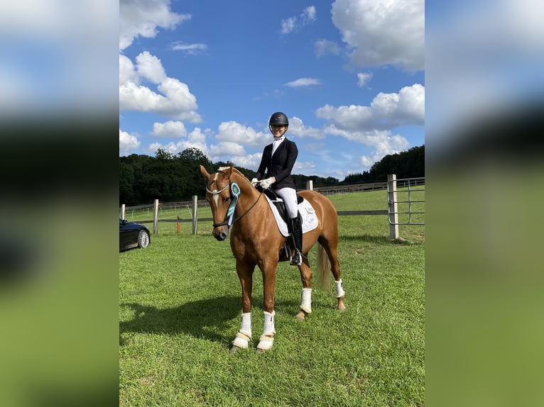 Poni alemán Caballo castrado 12 años 152 cm Alazán in Delbrück