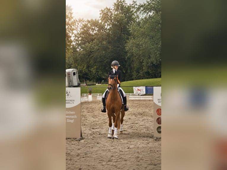 Poni alemán Caballo castrado 12 años 152 cm Alazán in Delbrück