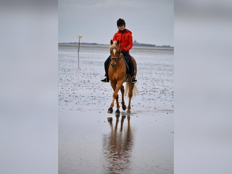 Poni alemán Caballo castrado 12 años 152 cm Alazán in Delbrück