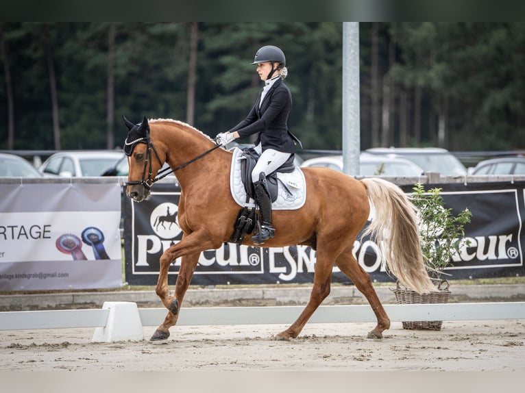 Poni alemán Caballo castrado 12 años 152 cm Alazán in Delbrück