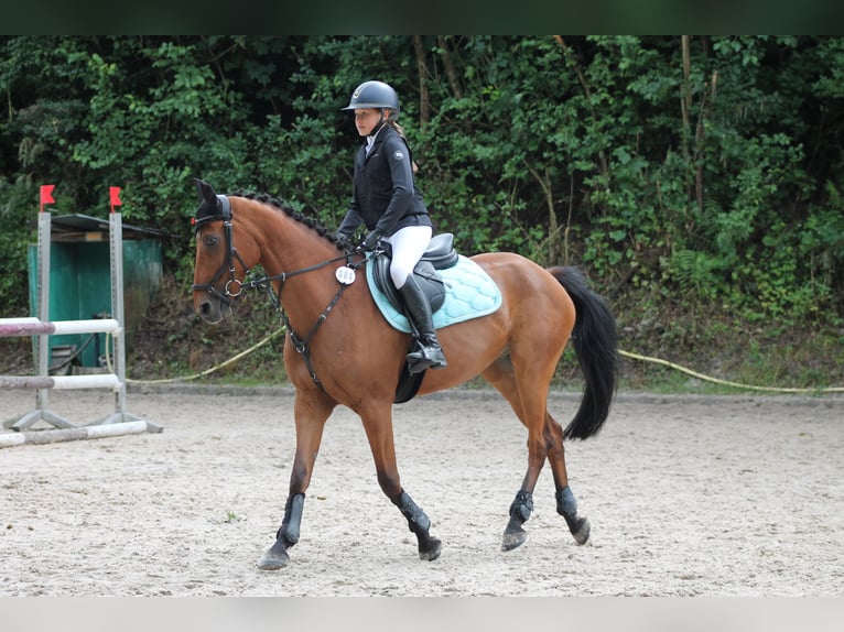 Poni alemán Caballo castrado 12 años 152 cm Castaño in Rheinstetten