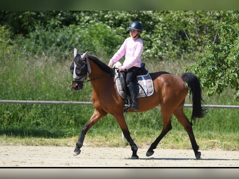 Poni alemán Caballo castrado 12 años 152 cm Castaño in Rheinstetten