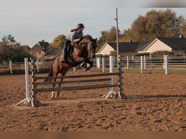 Poni alemán Caballo castrado 12 años 155 cm Castaño in Oranienburg, Deutschland