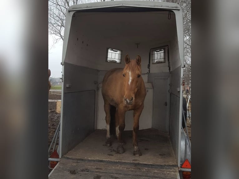 Poni alemán Caballo castrado 12 años 156 cm Red Dun/Cervuno in Borken