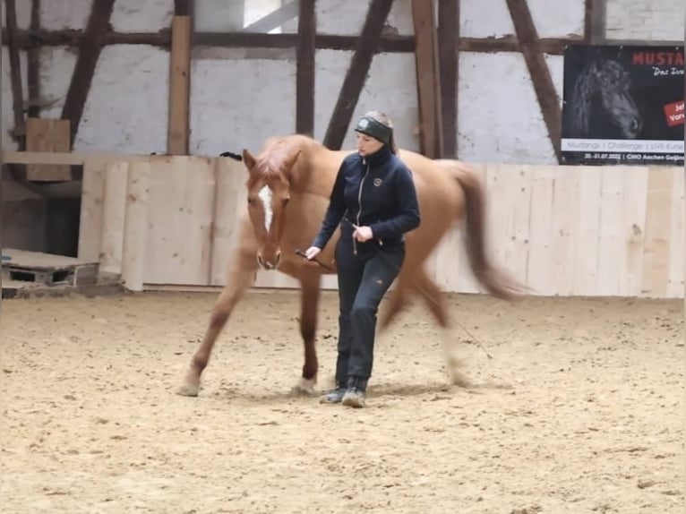 Poni alemán Caballo castrado 12 años 156 cm Red Dun/Cervuno in Borken