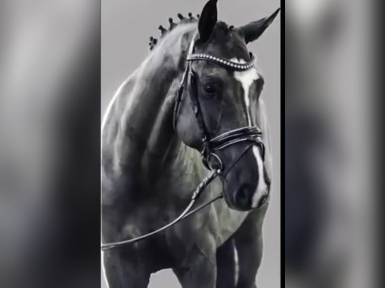 Poni alemán Caballo castrado 12 años Negro in Raben Steinfeld