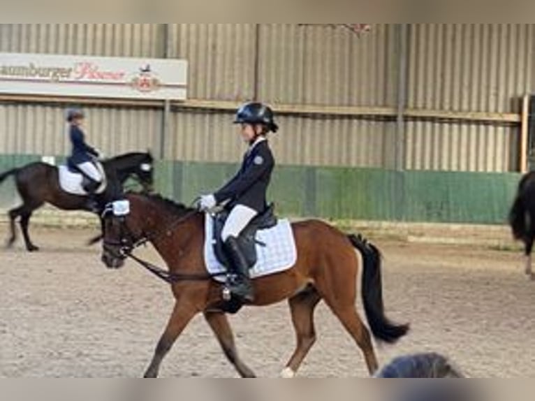 Poni alemán Mestizo Caballo castrado 13 años 125 cm Castaño in Pollhagen