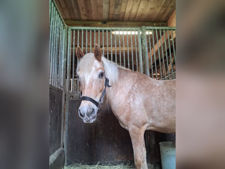 Poni alemán Caballo castrado 13 años 130 cm  in Bergen