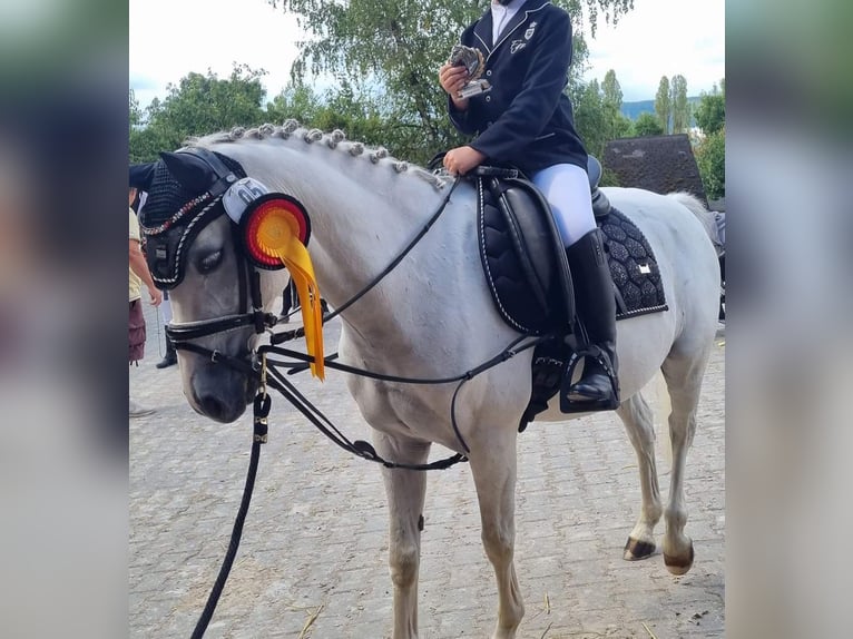 Poni alemán Caballo castrado 13 años 130 cm Tordo in Saarbrücken