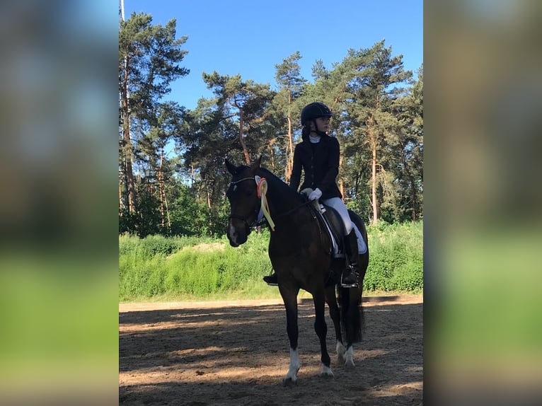 Poni alemán Caballo castrado 13 años 140 cm Castaño oscuro in Clenze