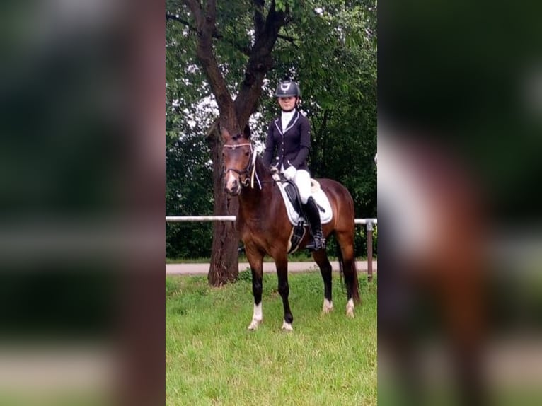 Poni alemán Caballo castrado 13 años 140 cm Castaño oscuro in Clenze