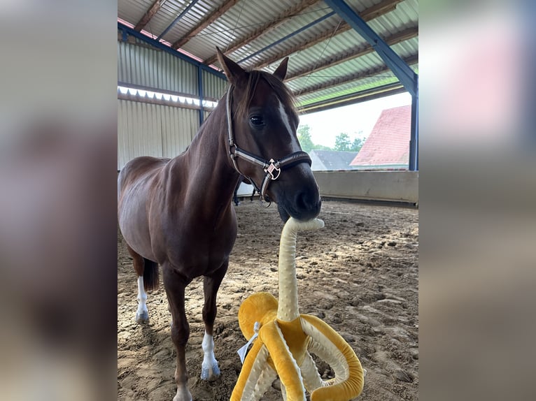 Poni alemán Caballo castrado 13 años 143 cm Alazán-tostado in Ibbenbüren