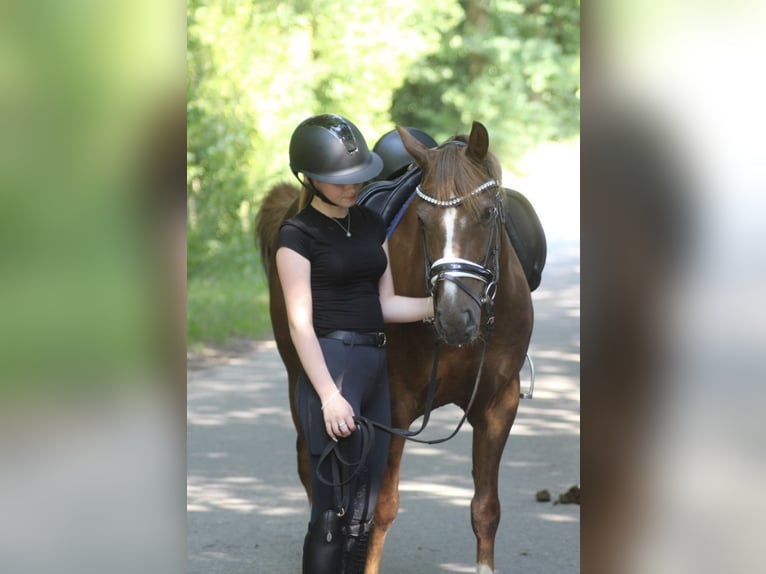 Poni alemán Caballo castrado 13 años 143 cm Alazán-tostado in Ibbenbüren