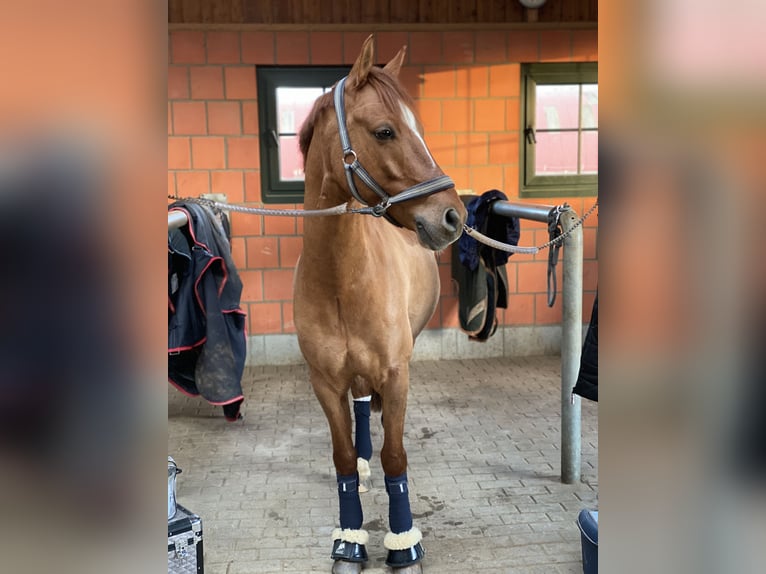 Poni alemán Caballo castrado 13 años 145 cm Alazán in Eichstätt