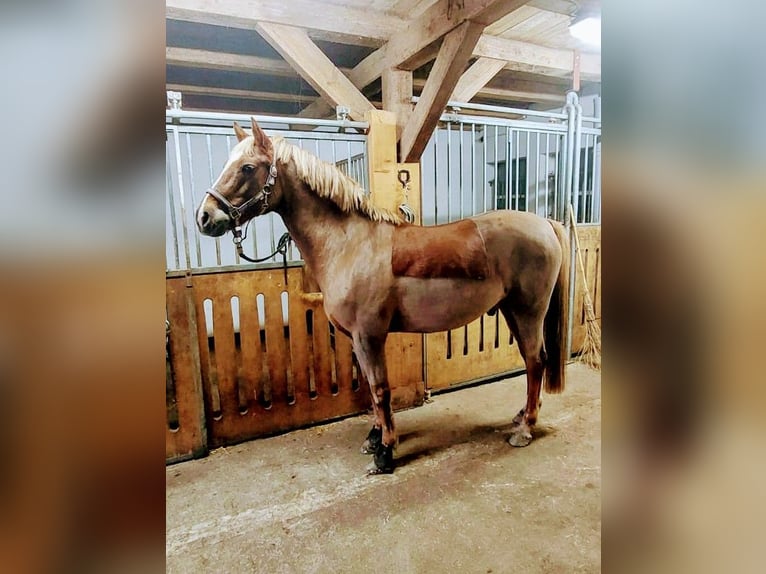 Poni alemán Caballo castrado 13 años 146 cm Alazán in Loxstedt