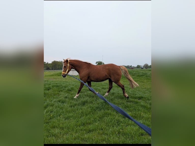Poni alemán Caballo castrado 13 años 146 cm Alazán in Warmsen