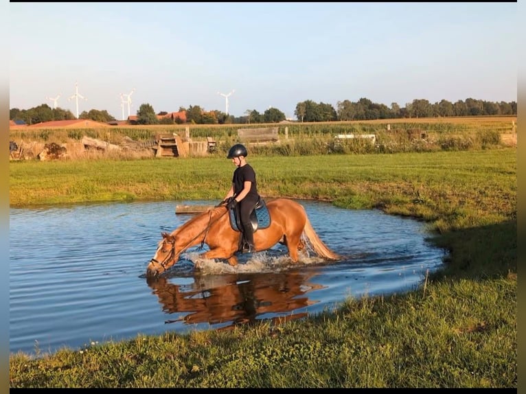 Poni alemán Caballo castrado 13 años 146 cm Alazán in Warmsen